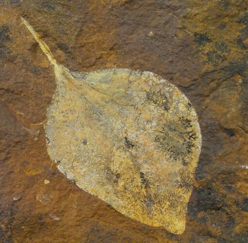 Paleocene Fossil Leaf (Cocculus) - North Dakota #95519